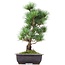 Pinus parviflora Goyomatsu, 39 cm, ± 12 anni