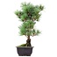 Pinus parviflora Goyomatsu, 39 cm, ± 12 anni