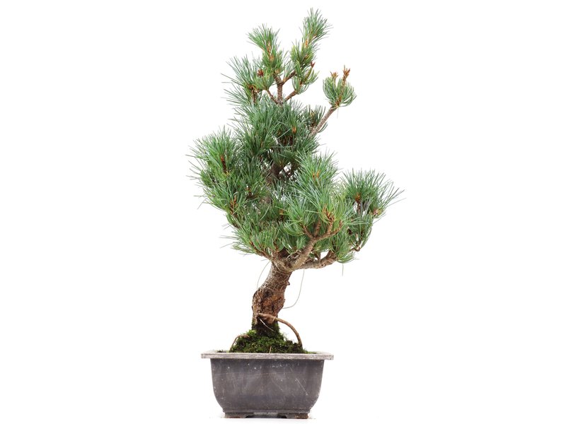 Pinus parviflora Goyomatsu, 42 cm, ± 12 jaar oud