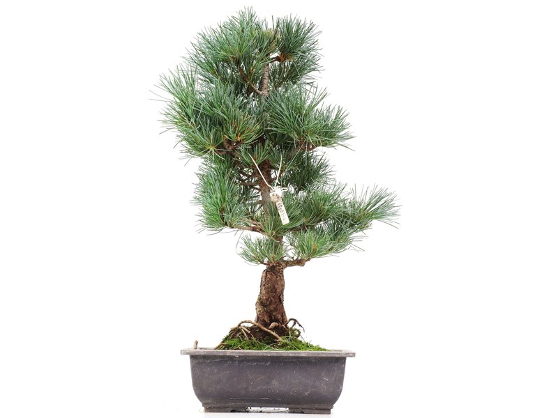 Pinus parviflora Goyomatsu, 41 cm, ± 12 Jahre alt