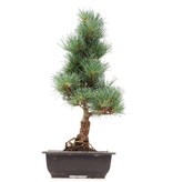 Pinus parviflora Goyomatsu, 42 cm, ± 12 Jahre alt