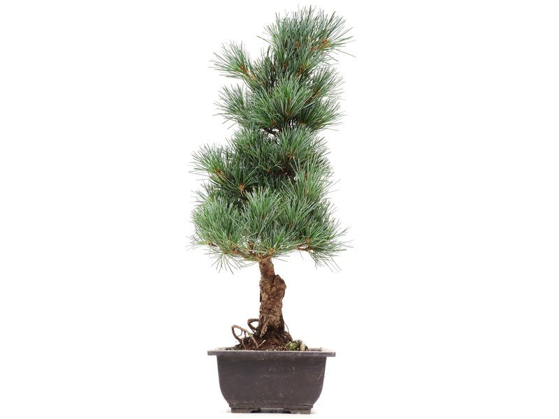 Pinus parviflora Goyomatsu, 42 cm, ± 12 jaar oud
