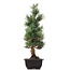 Pinus parviflora Goyomatsu, 44,5 cm, ± 12 Jahre alt