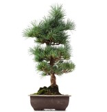Pinus parviflora Goyomatsu, 44 cm, ± 12 jaar
