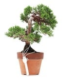 Juniperus chinensis Itoigawa, 17 cm, ± 35 jaar oud