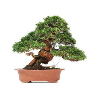 Juniperus chinensis Itoigawa, 27 cm, ± 35 jaar oud