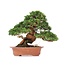 Juniperus chinensis Itoigawa, 27 cm, ± 35 years old