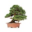 Juniperus chinensis Itoigawa, 27 cm, ± 35 jaar oud