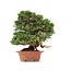 Juniperus chinensis Itoigawa, 27 cm, ± 35 jaar oud