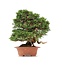 Juniperus chinensis Itoigawa, 27 cm, ± 35 years old