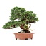 Juniperus chinensis Itoigawa, 27 cm, ± 35 jaar oud