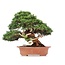 Juniperus chinensis Itoigawa, 27 cm, ± 35 jaar oud