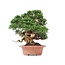 Juniperus chinensis Itoigawa, 27 cm, ± 35 jaar oud