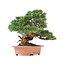 Juniperus chinensis Itoigawa, 27 cm, ± 35 jaar oud