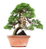 Juniperus chinensis Itoigawa, 34 cm, ± 35 years old