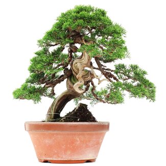Juniperus chinensis Itoigawa, 34 cm, ± 35 Jahre alt