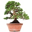 Juniperus chinensis Itoigawa, 34 cm, ± 35 años