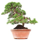 Juniperus chinensis Itoigawa, 34 cm, ± 35 jaar oud