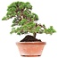 Juniperus chinensis Itoigawa, 34 cm, ± 35 years old