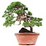 Juniperus chinensis Itoigawa, 34 cm, ± 35 anni