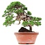 Juniperus chinensis Itoigawa, 34 cm, ± 35 Jahre alt