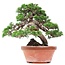 Juniperus chinensis Itoigawa, 34 cm, ± 35 jaar oud