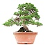 Juniperus chinensis Itoigawa, 34 cm, ± 35 ans