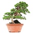 Juniperus chinensis Itoigawa, 34 cm, ± 35 years old