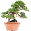 Juniperus chinensis Itoigawa, 34 cm, ± 35 years old