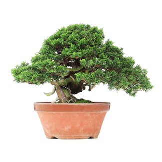 Juniperus chinensis Itoigawa, 27,5 cm, ± 35 anni