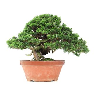 Juniperus chinensis Itoigawa, 27,5 cm, ± 35 años