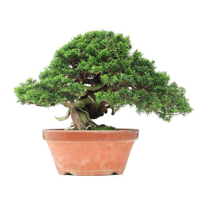 Juniperus chinensis Itoigawa, 27,5 cm, ± 35 jaar oud