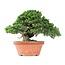 Juniperus chinensis Itoigawa, 27,5 cm, ± 35 Jahre alt