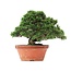 Juniperus chinensis Itoigawa, 27,5 cm, ± 35 anni