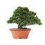 Juniperus chinensis Itoigawa, 27,5 cm, ± 35 jaar oud