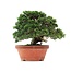 Juniperus chinensis Itoigawa, 27,5 cm, ± 35 years old