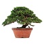 Juniperus chinensis Itoigawa, 27,5 cm, ± 35 jaar oud