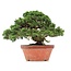 Juniperus chinensis Itoigawa, 27,5 cm, ± 35 jaar oud