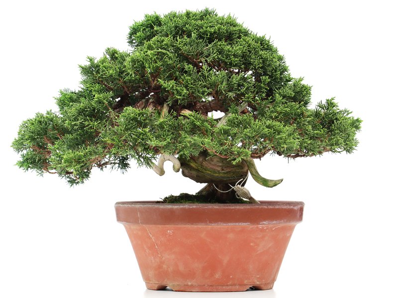 Juniperus chinensis Itoigawa, 27,5 cm, ± 35 jaar oud