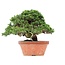 Juniperus chinensis Itoigawa, 27,5 cm, ± 35 jaar oud