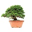 Juniperus chinensis Itoigawa, 27,5 cm, ± 35 jaar oud