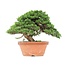 Juniperus chinensis Itoigawa, 27,5 cm, ± 35 jaar oud