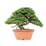 Juniperus chinensis Itoigawa, 27,5 cm, ± 35 Jahre alt