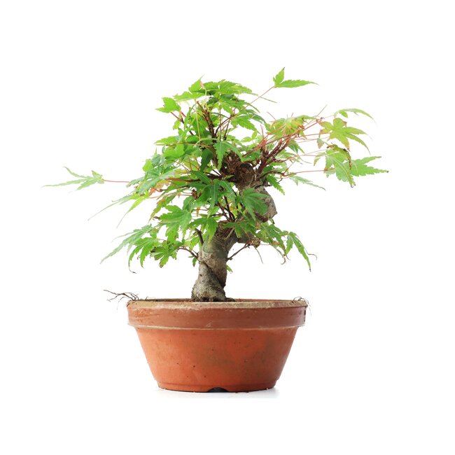 Acer palmatum, 15 cm, ± 35 ans