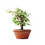 Acer palmatum, 15 cm, ± 35 jaar oud