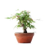 Acer palmatum, 15 cm, ± 35 jaar oud