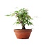 Acer palmatum, 15 cm, ± 35 anni