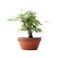 Acer palmatum, 15 cm, ± 35 años