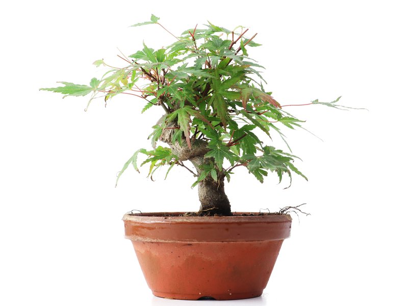 Acer palmatum, 15 cm, ± 35 jaar oud