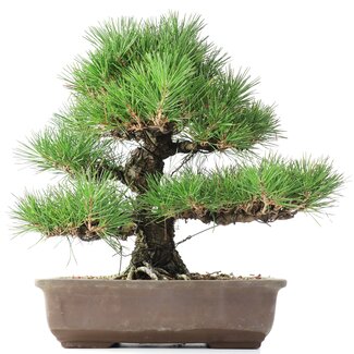 Pinus thunbergii, 37 cm, ± 35 years old